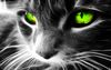 Black-Cat-HD-Wallpaper.jpg