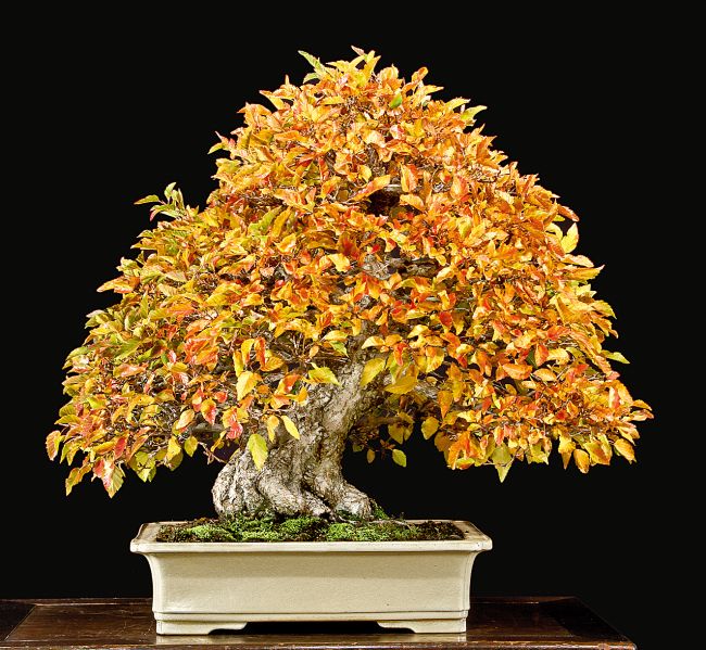 korean-hornbeam.jpg