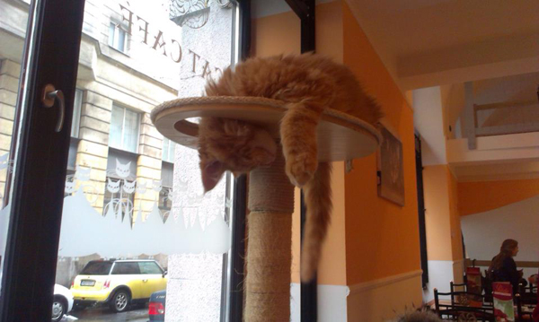 20130424-cafe-cate-budapest-7.jpg