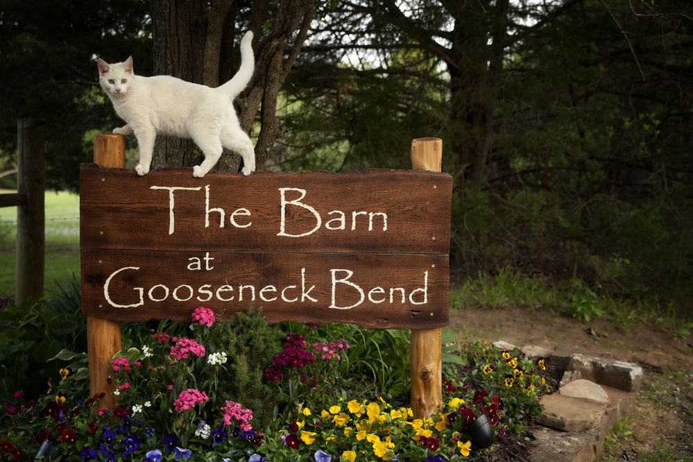 oklahoma-barn-at-gooseneck-bend-sign-with-cat.jpg
