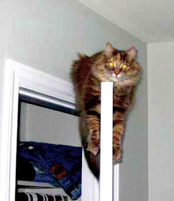 catdoor.jpg