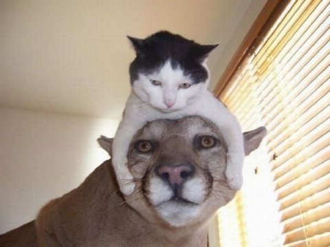 Funny-Cat.jpg