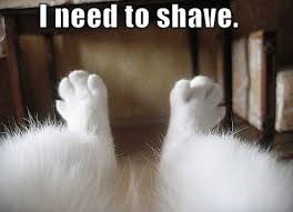 shave.jpg