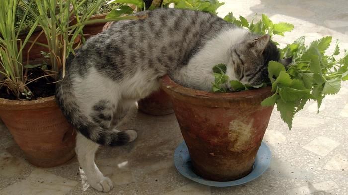 much-catnip-hurt-cats_6b4f2dec405553be.jpg