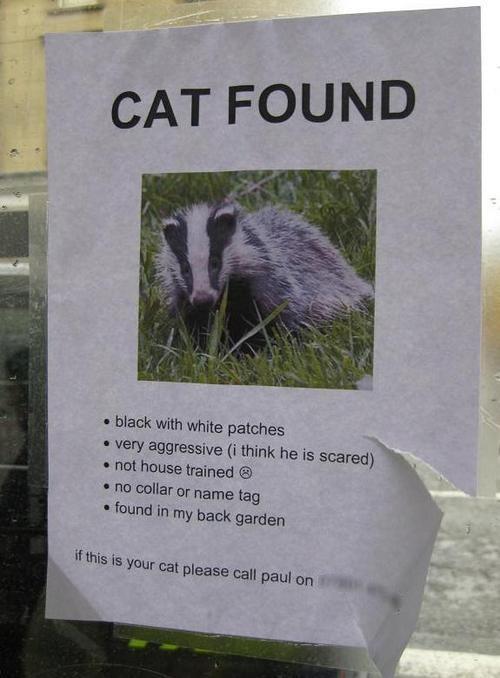 cat_found_very_aggressive_not_house_trained_no_collar.jpg