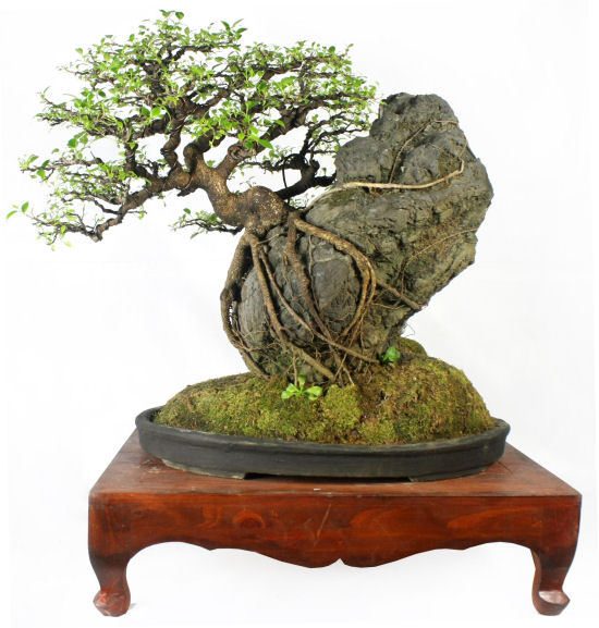 Philippine bonsai show (4).JPG