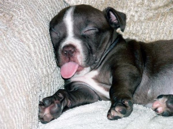 sleeping-puppy-big.jpg