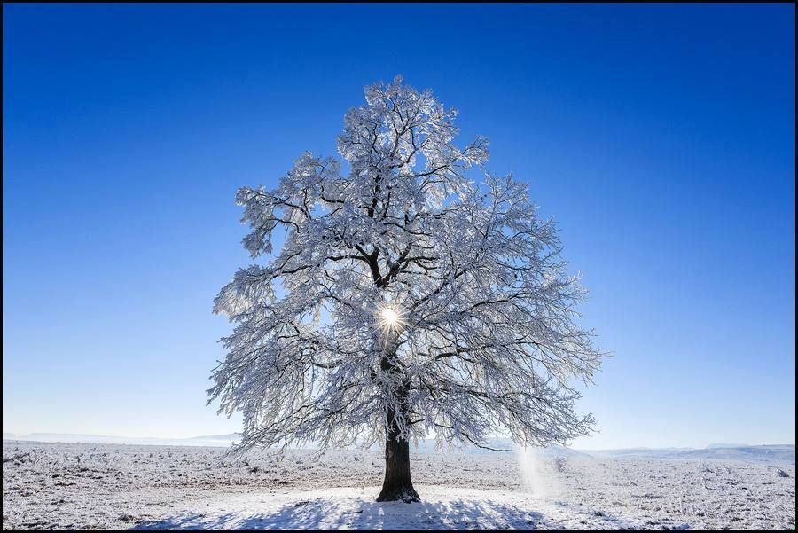 nevealbero.jpg