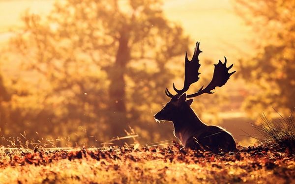 nature-animals-deer-sunlight-depth-of-field.jpg