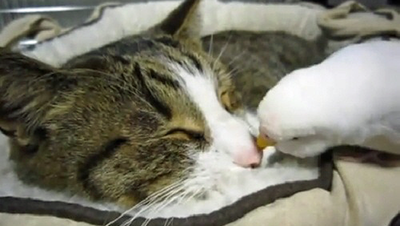 bird-wakes-up-cat.png
