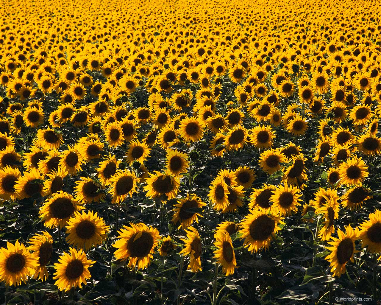 girasoli 2.jpg