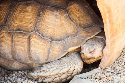 SleepingAfricanSpurredTortoise.jpg.653x0_q80_crop-smart.jpg