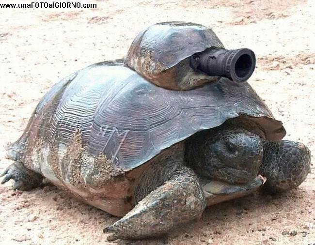 tartaruga_sulla_difensiva.jpg