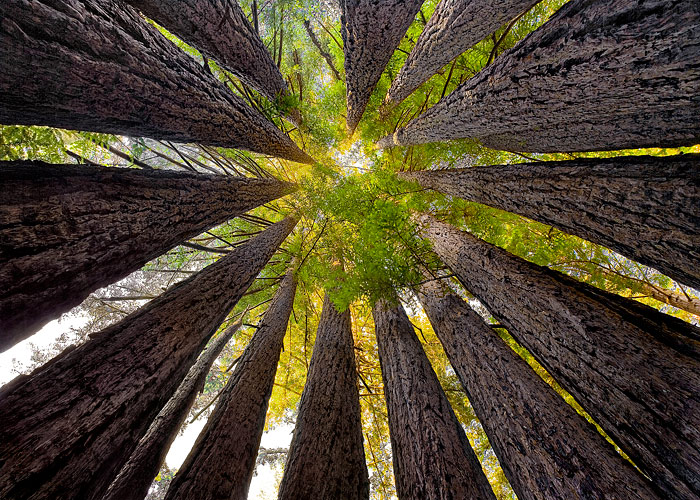 Photo-Contest-2013_HM_Sean_OGara-RedwoodCathedralCaliforniaCoast-large.jpg