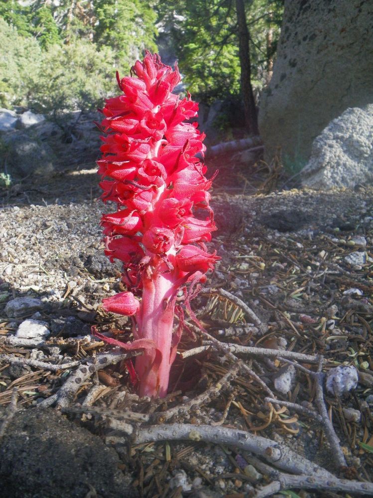 SnowPlant.jpg
