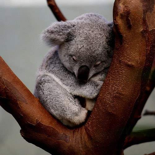 Koala-durmiendo.jpg