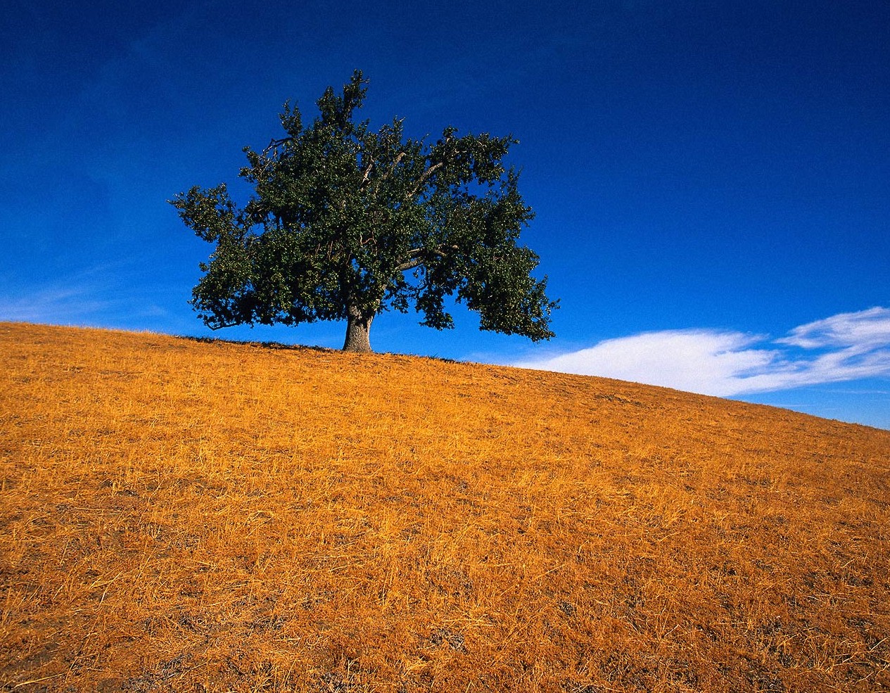 lone_tree2.jpg