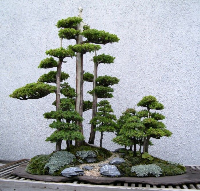 bonsai-tree-care-bonsai-diy-ideas.jpg