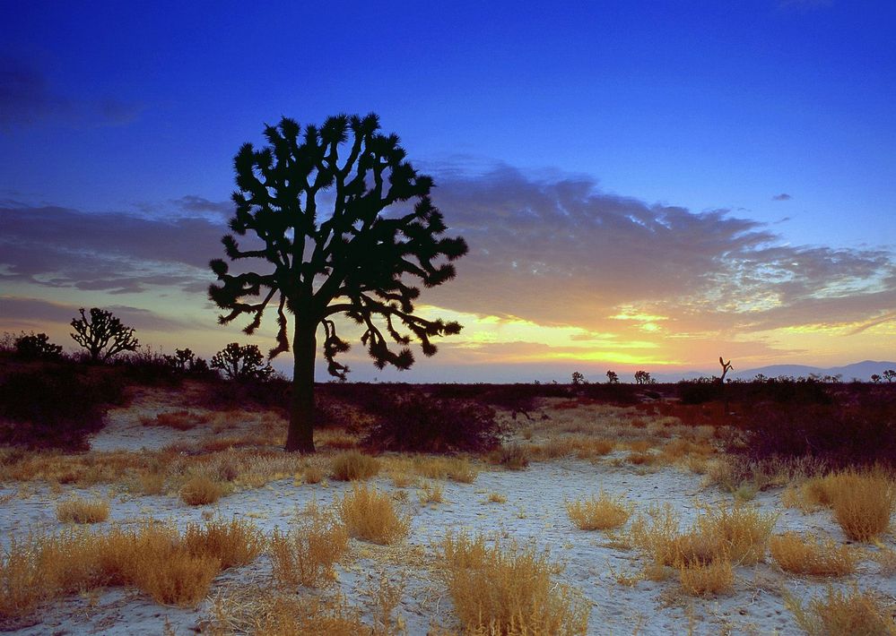 3_2_joshua_tree_sunset_mojave_desert_california.jpg