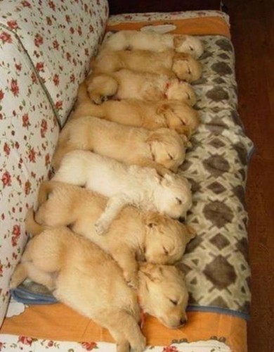 cute,photography,puppy,sleeping,puppies,funny-131cc9e4e07f98c9ce77fcc0cbc99bb3_h.jpg