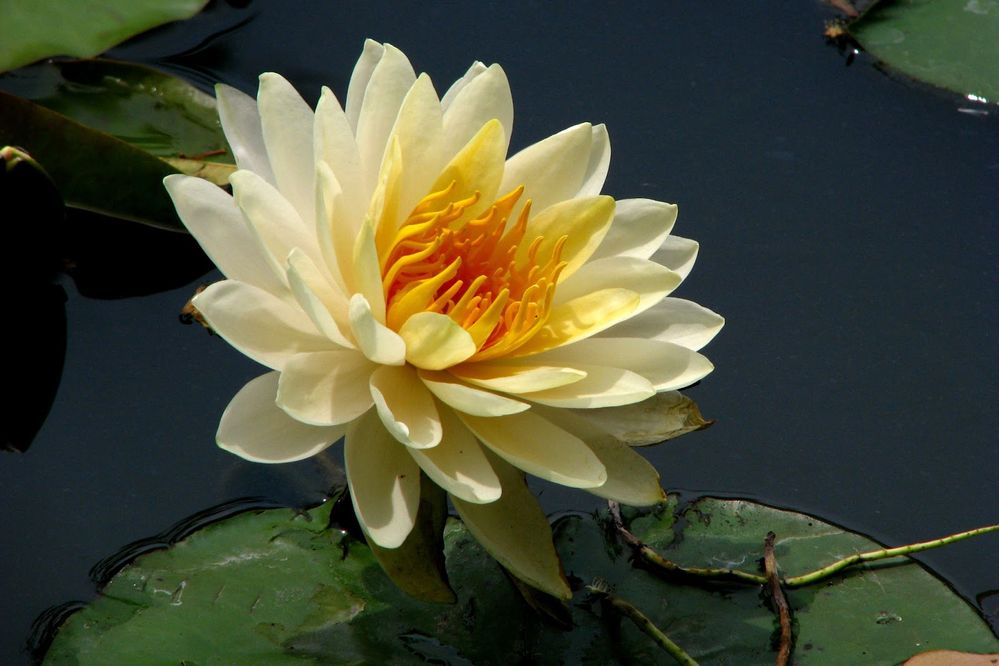 Lotus Flower HD wallpapers 16.jpg