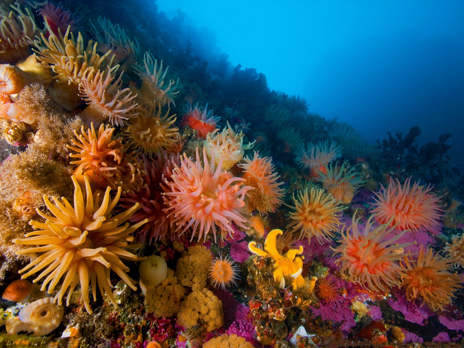 sea-anemones-underwater-wallpaper-1.jpg