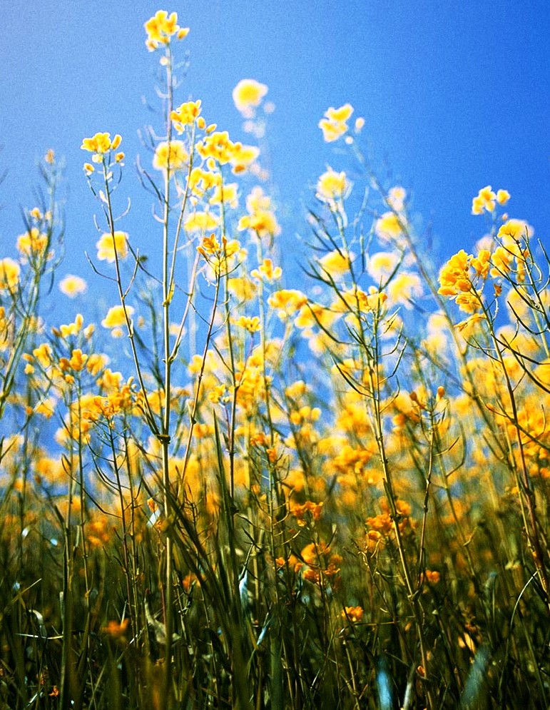 wild_flowers002.jpg