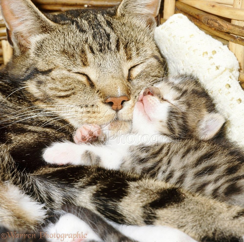17340-Tabby-mother-cat-asleep-with-her-2-week-old-kitten.jpg