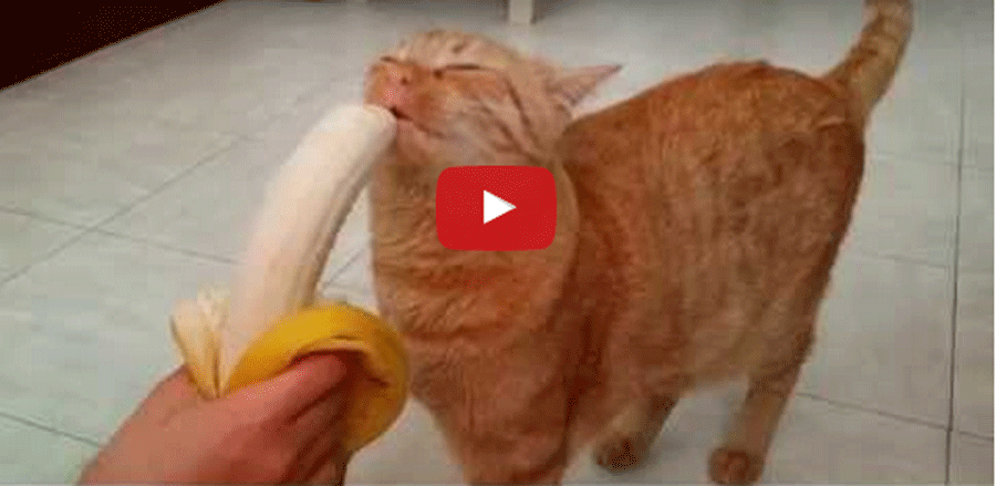 http://www.petsparadise.it/wp-content/uploads/2015/08/gatto-mangia-banana.gif