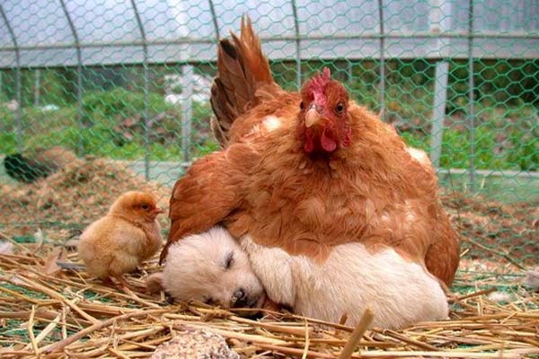 Puppu-Sleeping-Under-Chicken-Funny-Picture-For-Facebook.jpg