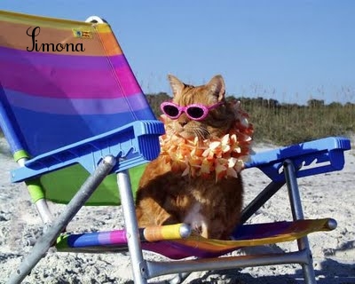 gatto_sdraio.jpg