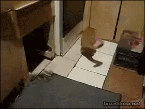 P1KiHbd.gif
