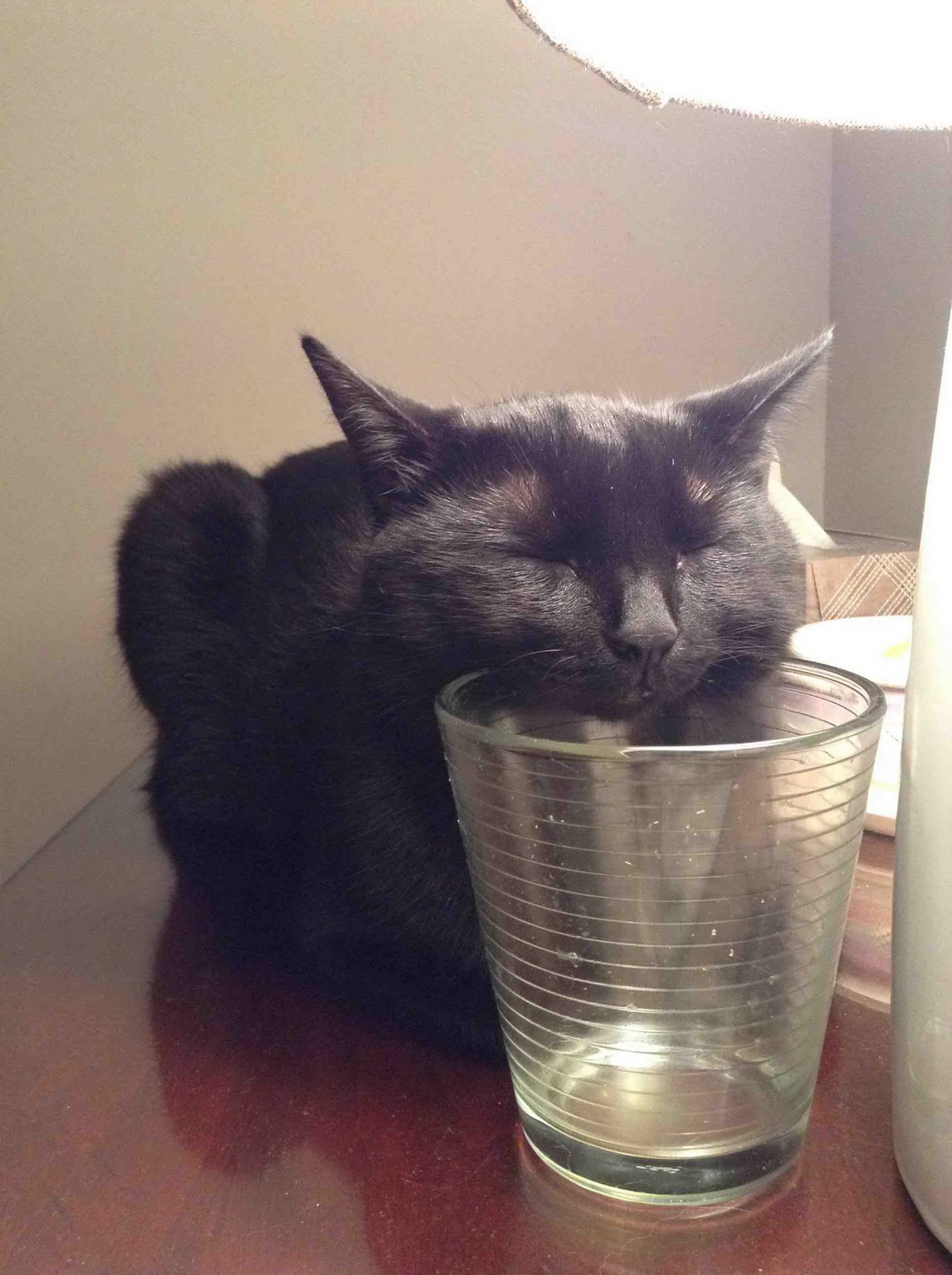 funny_animals_20130927_03247_027.jpg