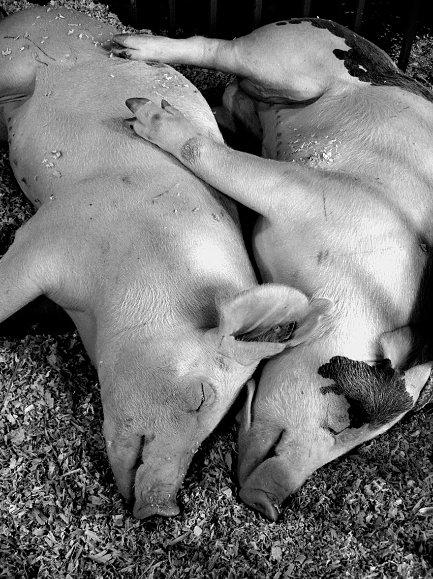 animals-love-couple-14__880.jpg