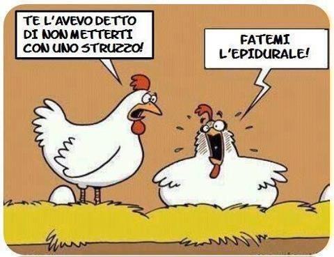 gallina-deve-fare-uovo-struzzo.jpg