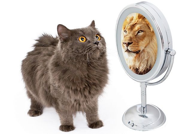 http://media.petsblog.it/6/68a/gatto-leone.jpg