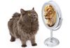 http://media.petsblog.it/6/68a/gatto-leone.jpg
