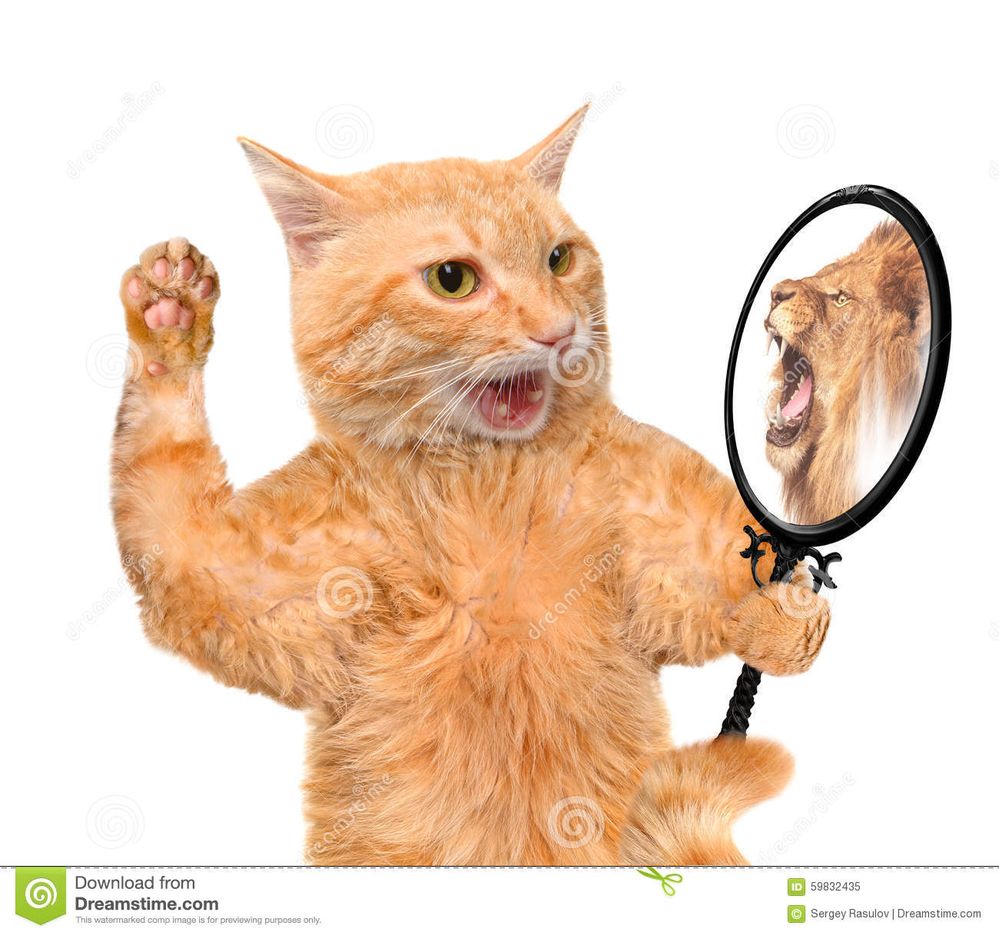 https://thumbs.dreamstime.com/z/cat-looking-mirror-seeing-reflection-lion-isolated-white-59832435.jpg