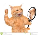 https://thumbs.dreamstime.com/z/cat-looking-mirror-seeing-reflection-lion-isolated-white-59832435.jpg