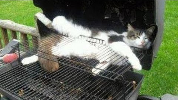 gatto.jpg