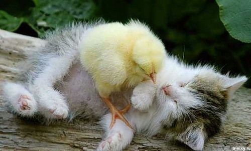 sleeping-cat-5JUN__02.jpg