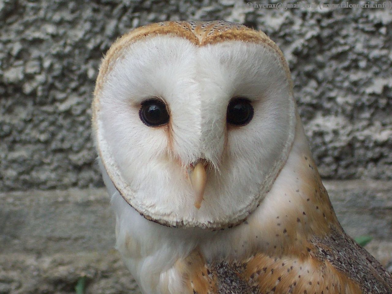 barbagianni_tyto_alba_owl_001_1280.jpg