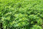 Marijuana-Field (1).jpg