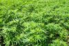 Marijuana-Field (1).jpg