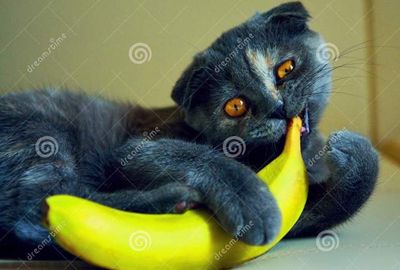 un-gatto-con-la-banana-52349830.jpg