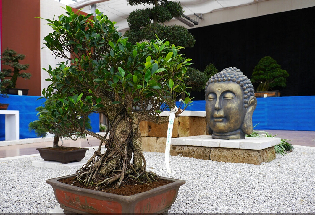 mostra-bonsai-09-1.jpg