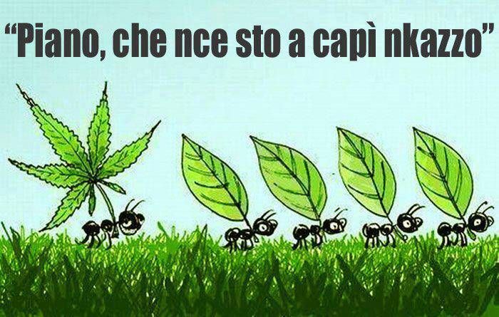 cannabis.jpg
