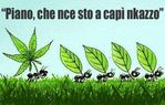 cannabis.jpg