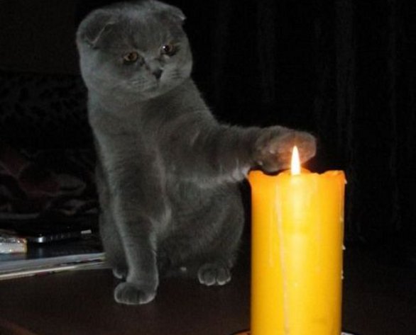 http://media.petsblog.it/g/gat/gattoecandela.jpg