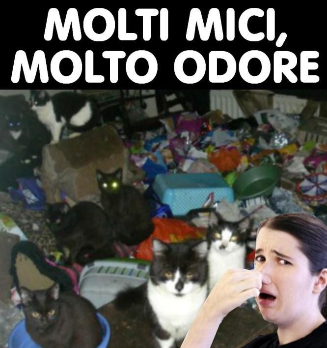 moltmi.jpg